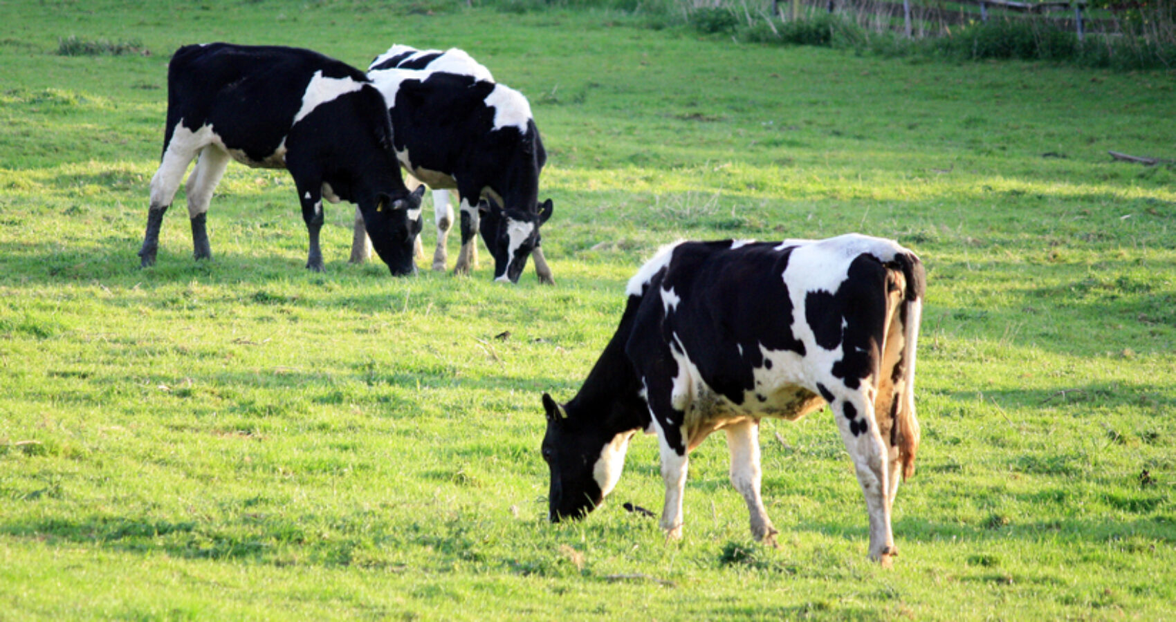 100. Grüne Woche Berlin